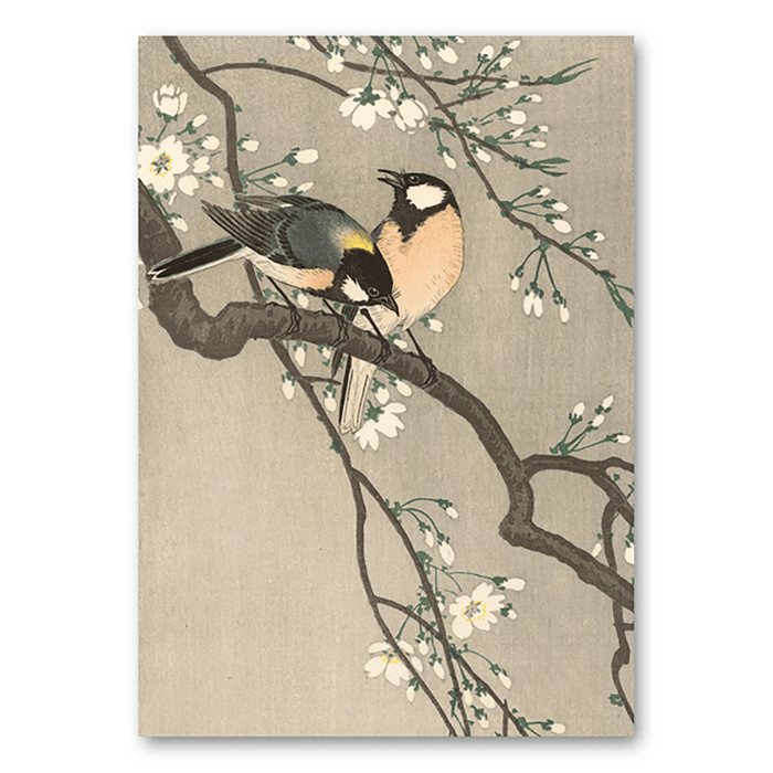 Great tits on blossom branch
