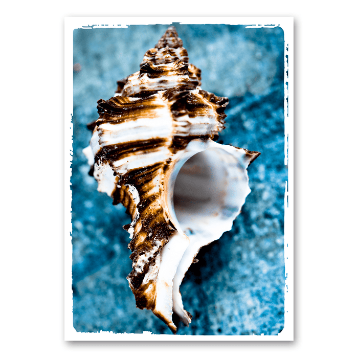Shell with blue background