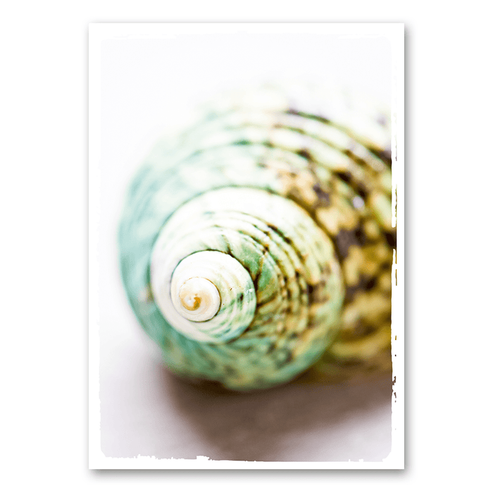 Shell with turquoise
