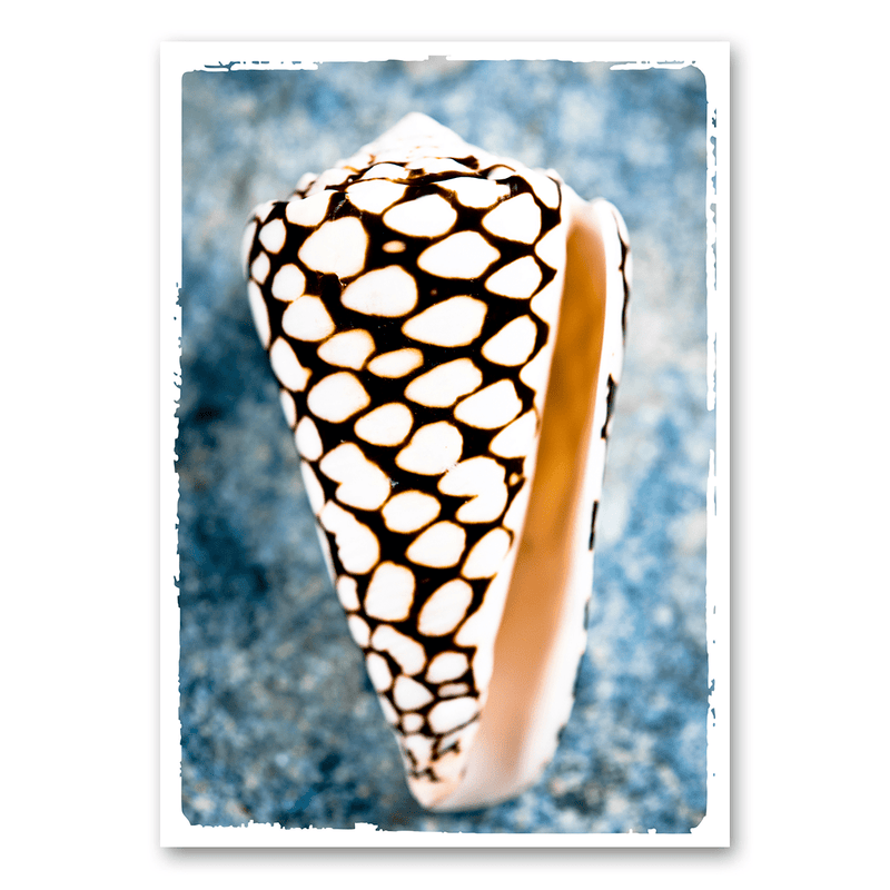 Mo-Ca Dutch old canvas Tijgerschelp