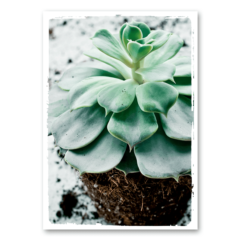 Mo-Ca Dutch old canvas Vetplant