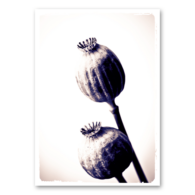 Mo-Ca Dutch old canvas Papaver vintage