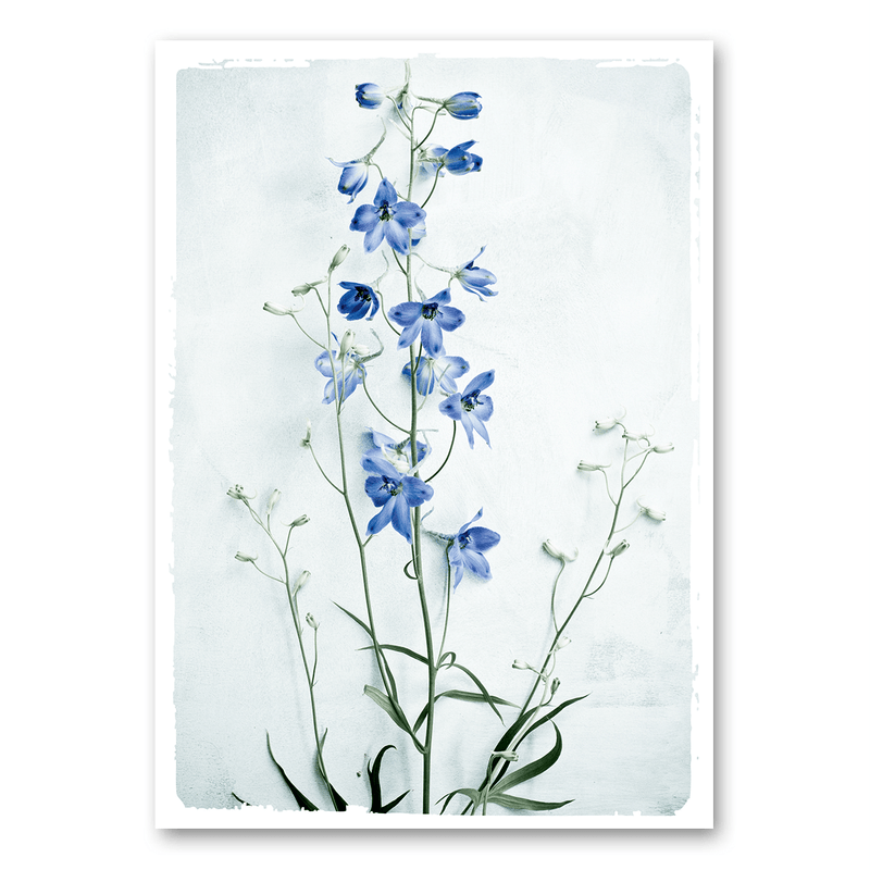 Mo-Ca Dutch old canvas Delphinium
