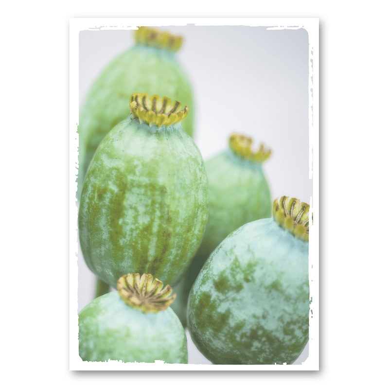 Mo-Ca Dutch old canvas Groene papavers
