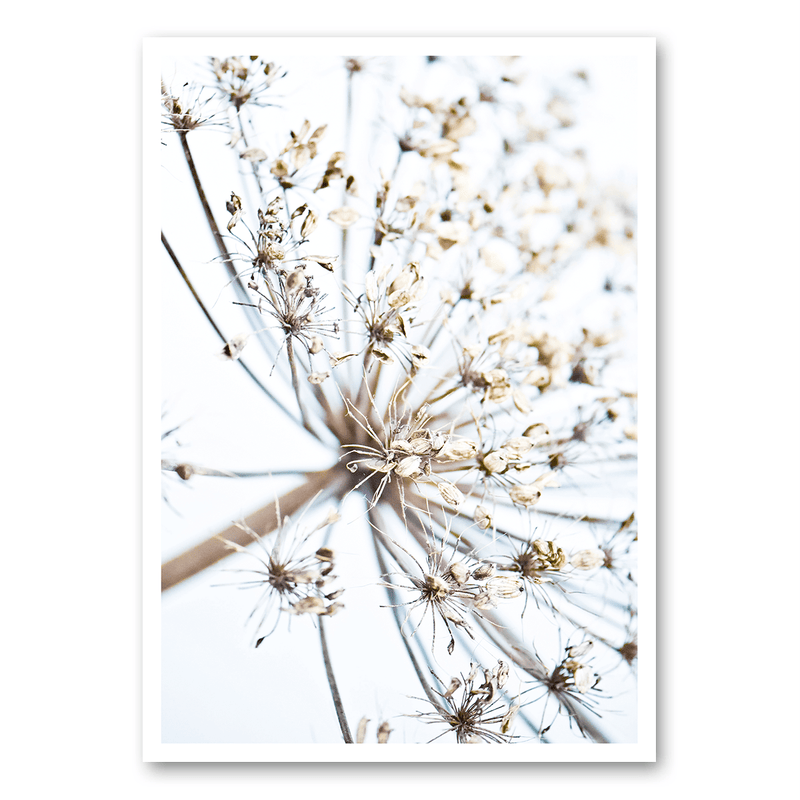 Mo-Ca Dutch old canvas Berenklauw