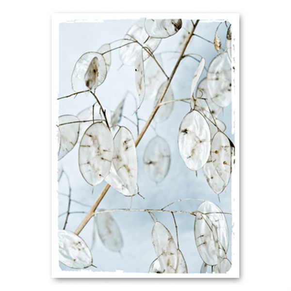 Mo-Ca Dutch old canvas Gedroogd judaspenning