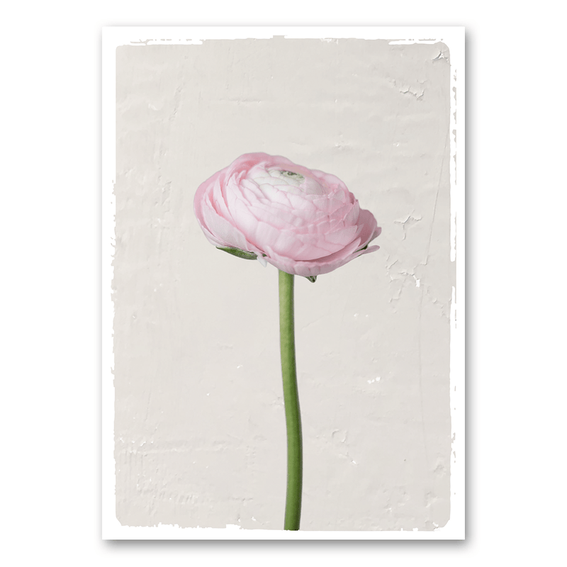 Mo-Ca Dutch old canvas Ranonkel