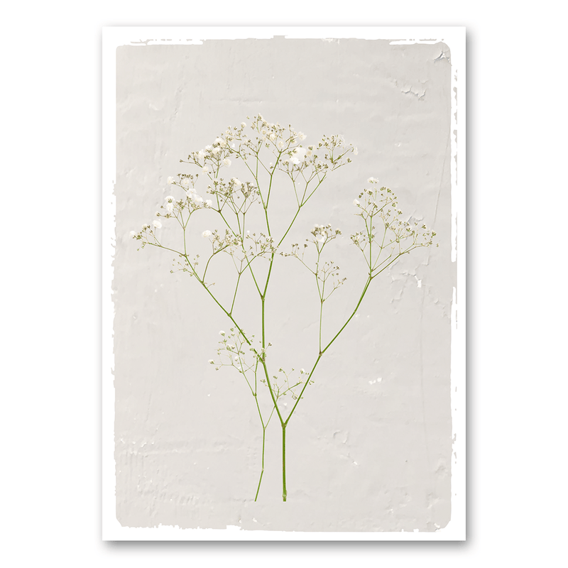 Mo-Ca Dutch old canvas Gipskruid