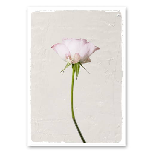 Mo-Ca Dutch old canvas Roze roos