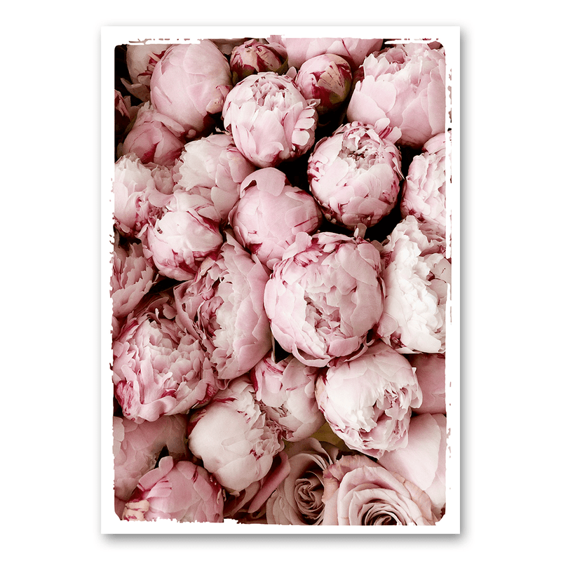 Mo-Ca Dutch old canvas Pioenrozen